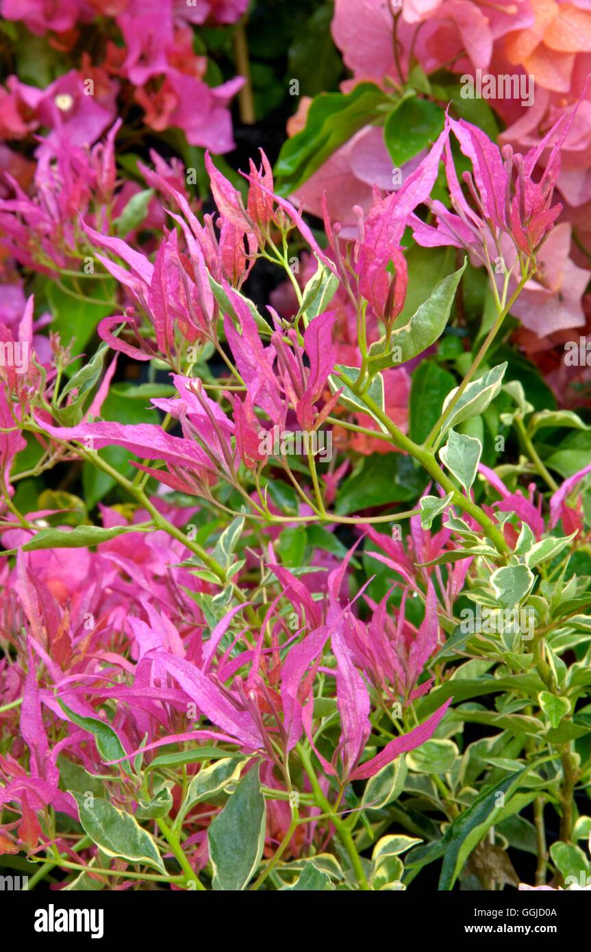 Bougainvillea x buttiana- 'Rattana Red'   MIW250565 Stock Photo