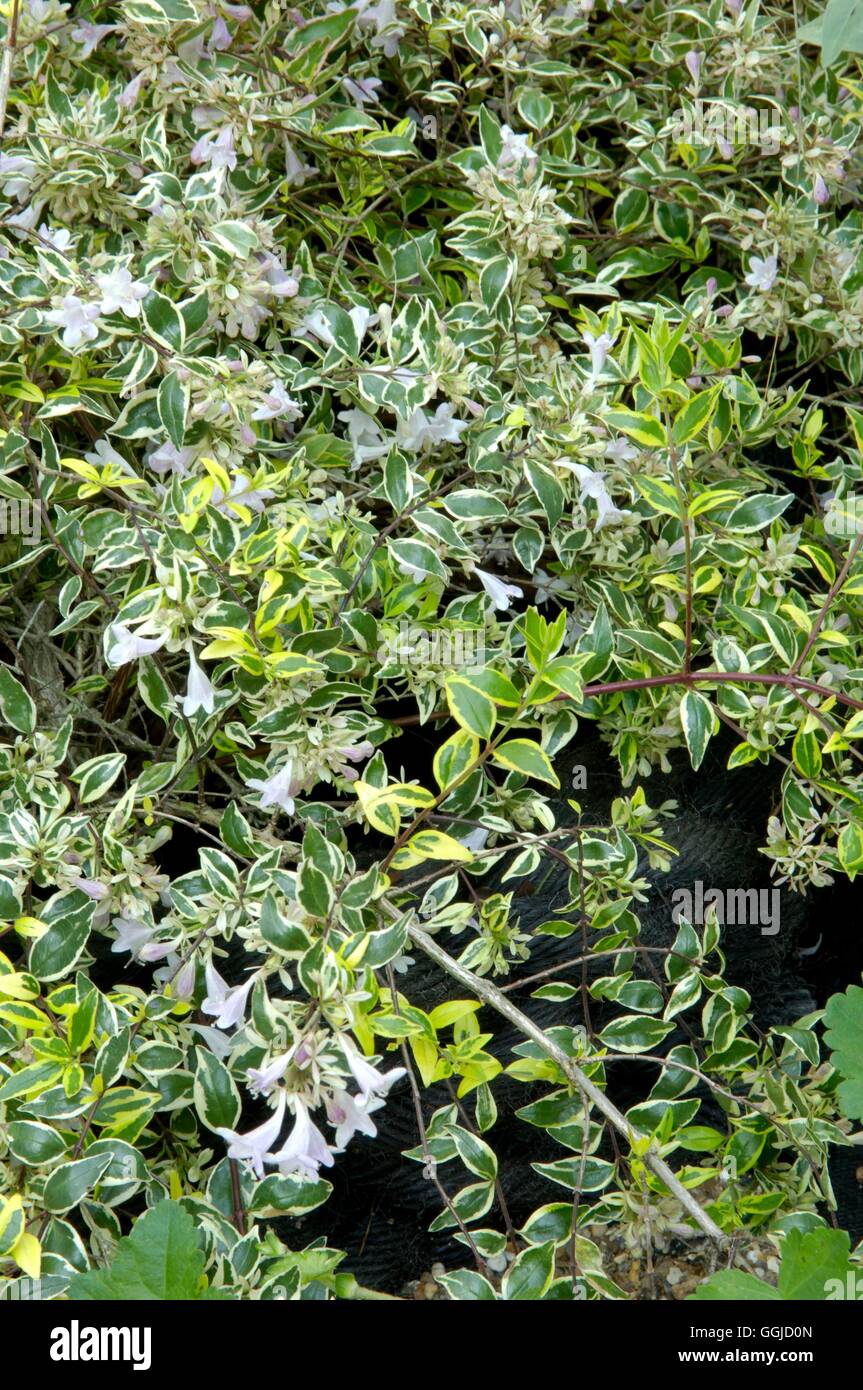 Abelia grandiflora 'Hopleys'   MIW250569 Stock Photo