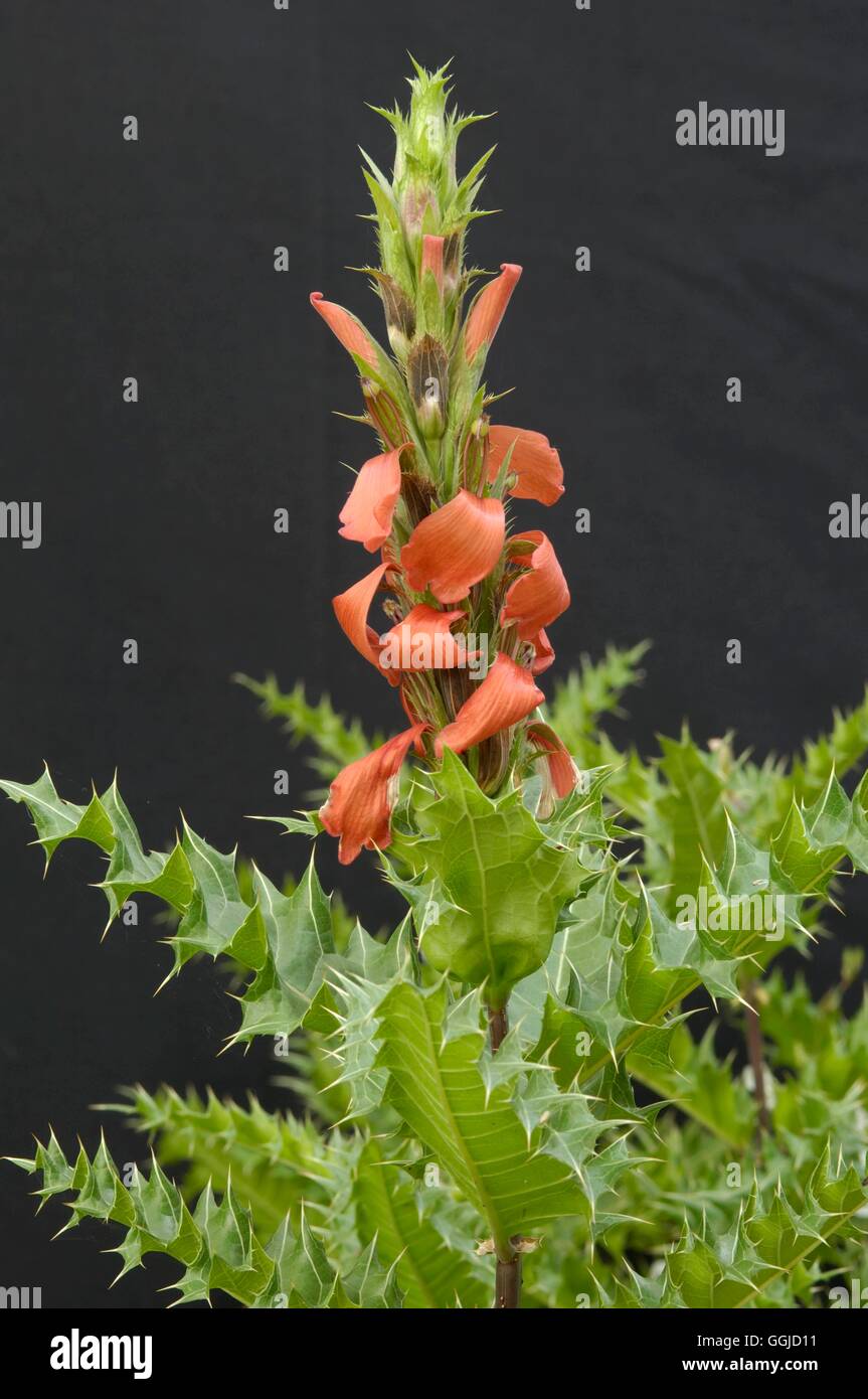 acanthus-sennii-miw250576-stock-photo-alamy
