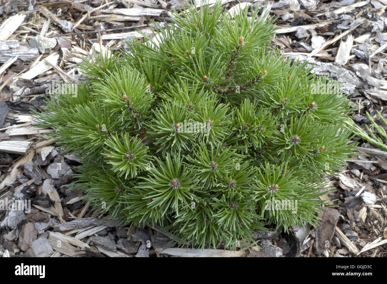 Pinus mugo - 'Mops Midget'   MIW250623 Stock Photo