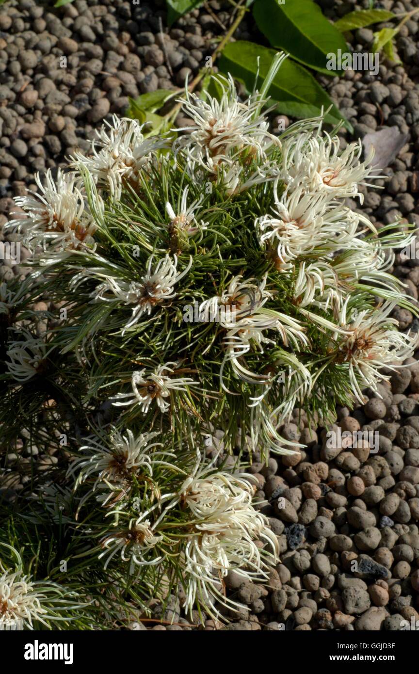 Pinus parviflora - 'Tani-mano-uki'   MIW250625 Stock Photo