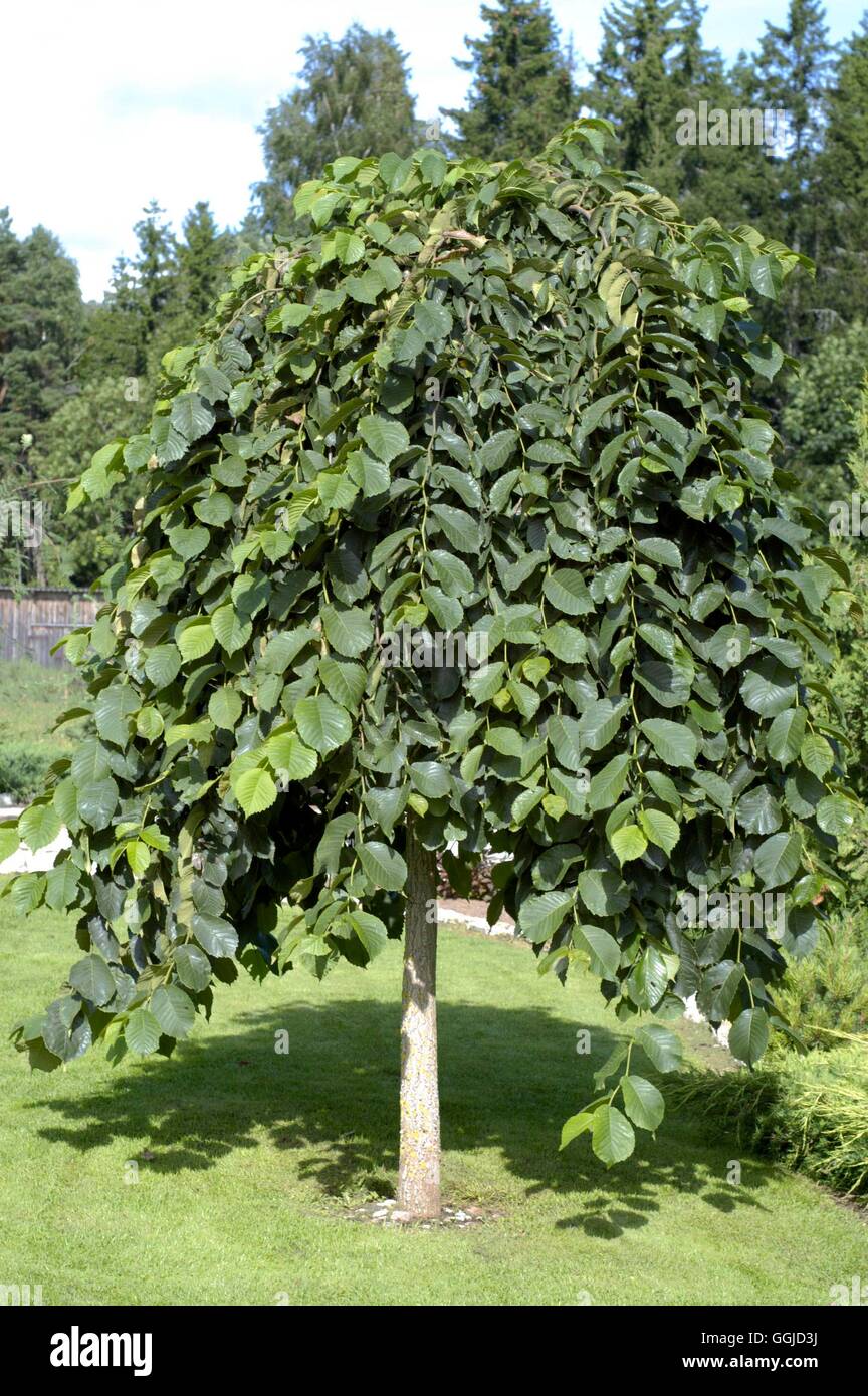 Ulmus glabra - 'Camperdownii'   MIW250627 Stock Photo