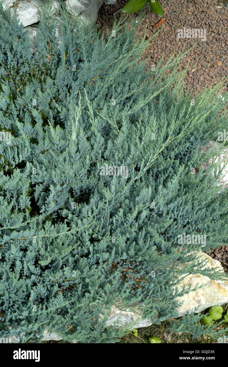 Juniperus horizontalis - 'Blue Chip'   MIW250628 Stock Photo