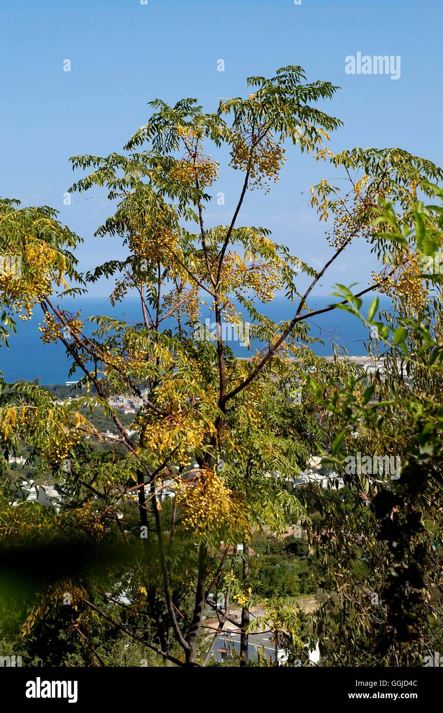 Melia Tree Image Melia azedarach- - Bead Tree MIW250645 Stock Photo - Alamy
