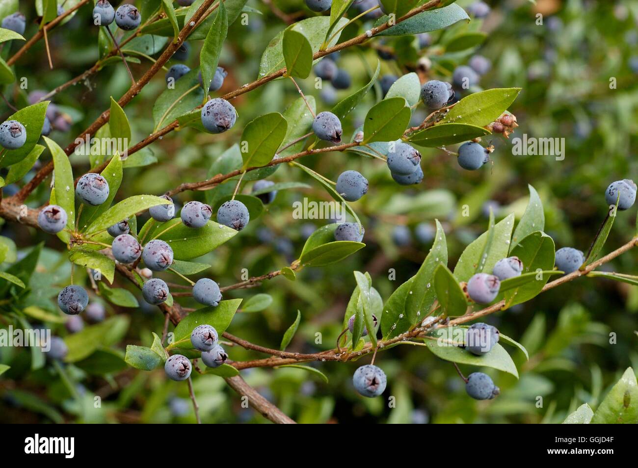 Myrtus communis AGM- showing berries- - Common Myrtle   MIW250647  /Photoshot Stock Photo