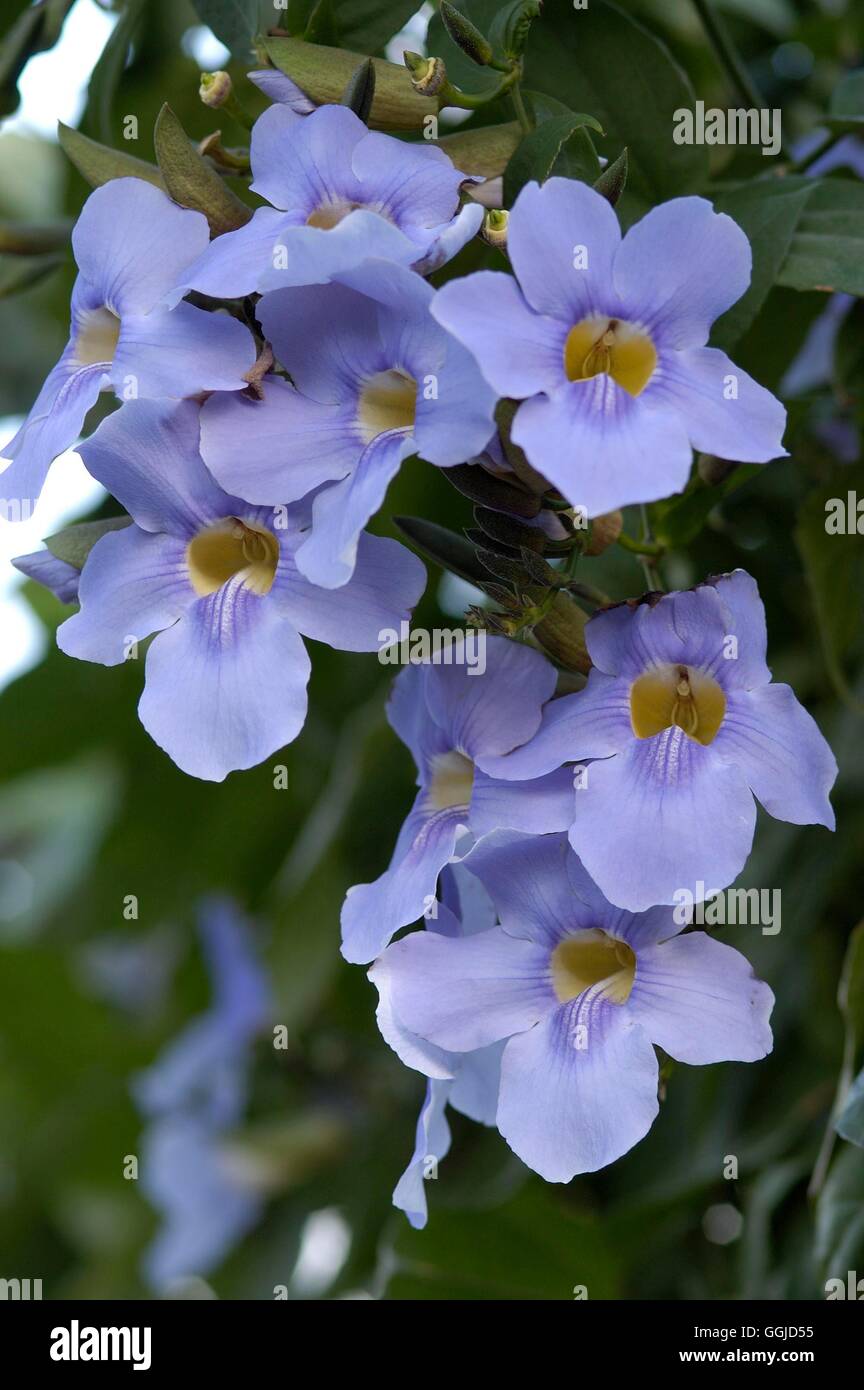 Thunbergia grandiflora AGM   MIW250661 Stock Photo