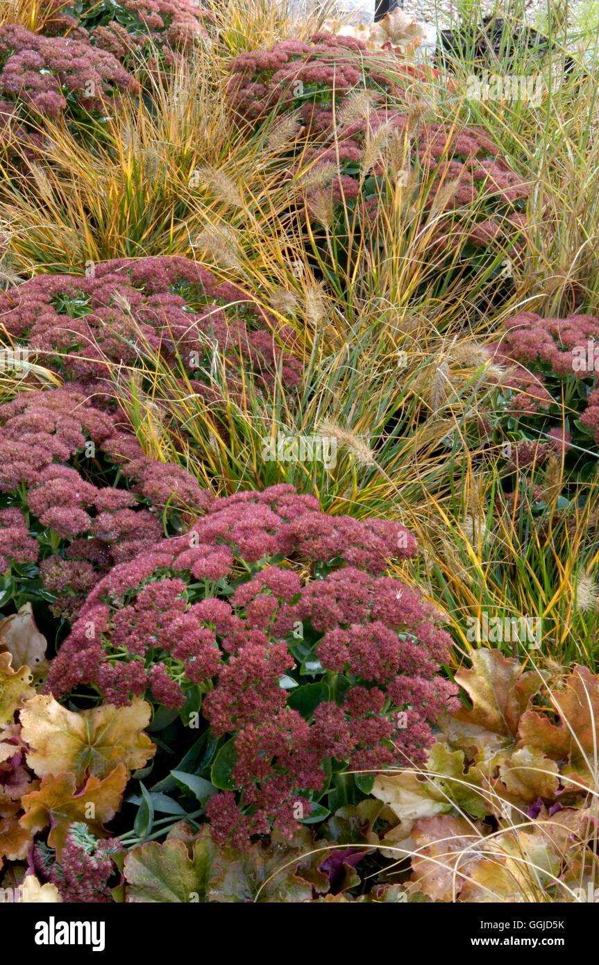 Autumn Garden- with Sedum spectible  Pennisteum alopecuroides- and Heuchera Creme Brulee   MIW250670  Compulsory Credi Stock Photo