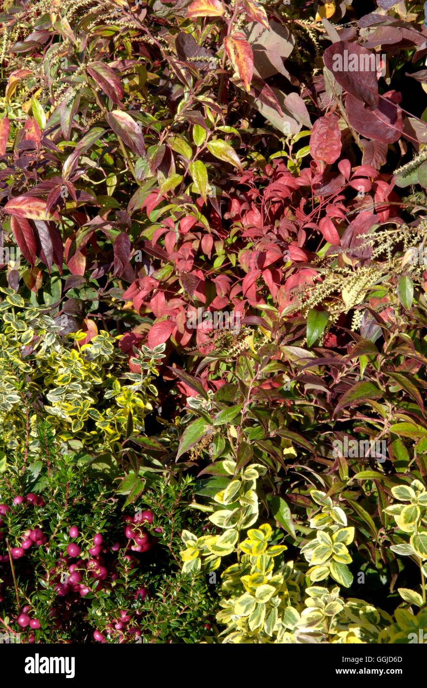 Autumn Colour- from Shrubs of Euonymus  Gaultheria and- Leucothoe  walteri  Rainbow   MIW250685 Stock Photo