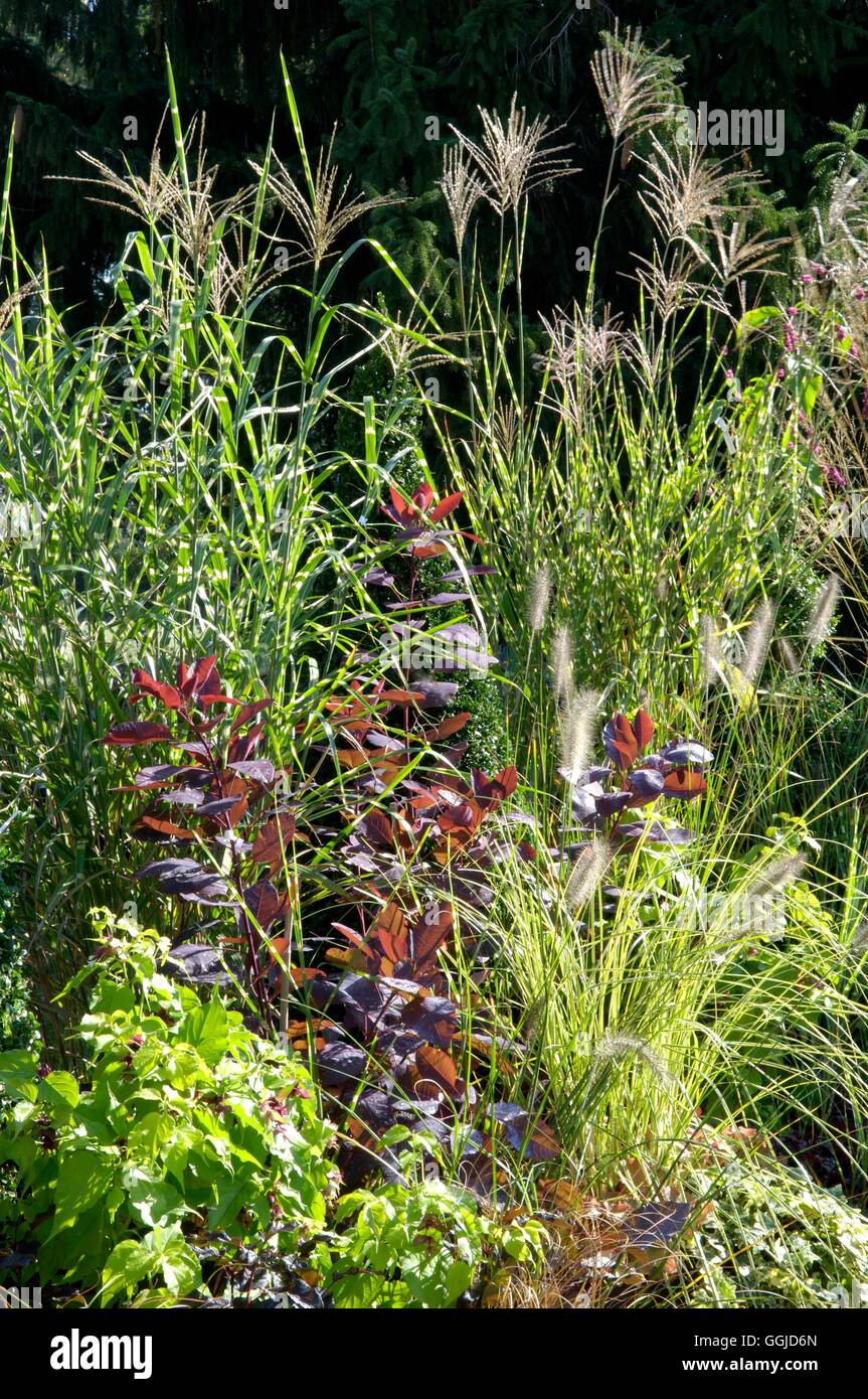 Autumn Border- with Cotinus 'Grace' surrounded by Pennisetum - Miscanthus and Leycesteria   MIW250688  Compulsory Cred Stock Photo