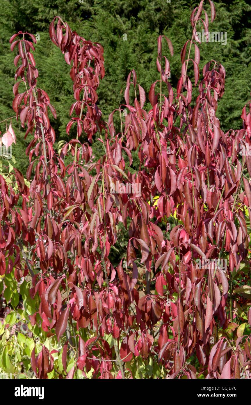 Euonymus grandiflorus- 'Red Wine'   MIW250695 Stock Photo