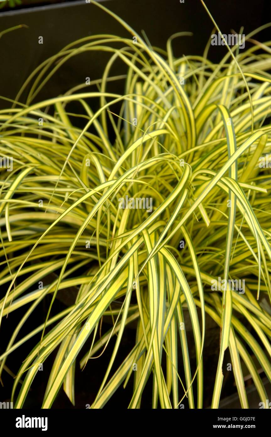 Carex oshimensis - 'Evergold' AGM   MIW250697 Stock Photo
