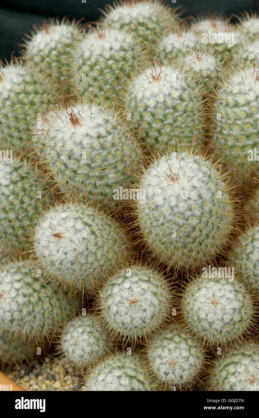 Notocactus magnificus   MIW250703 Stock Photo