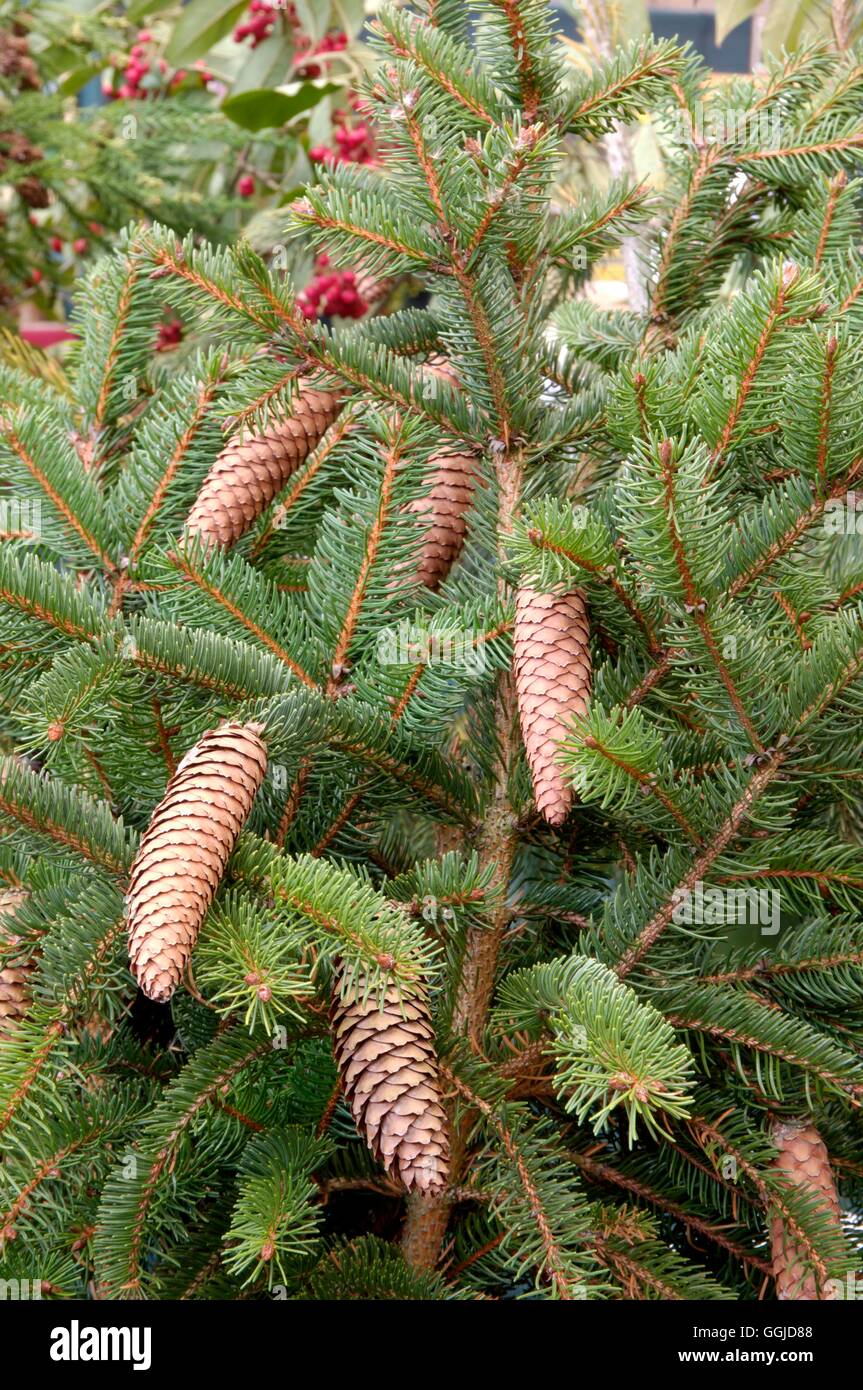 Picea orientalis AGM   MIW250714 Stock Photo