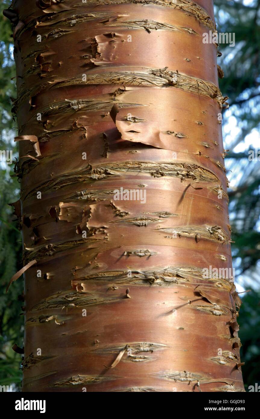 Araucaria cunninghamia- showing bark   MIW250730 Stock Photo