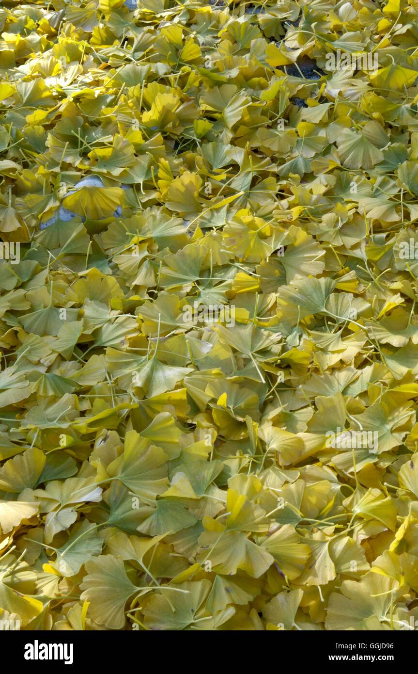 Ginkgo biloba AGM- Autumn fallen leaves   MIW250733 Stock Photo