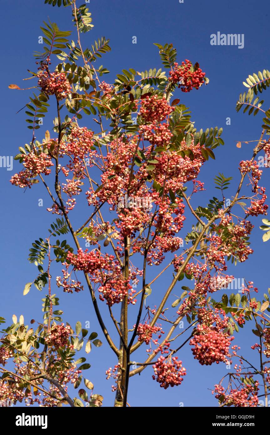 Sorbus hupehensis - 'Pink Pagoda'   MIW250741 Stock Photo