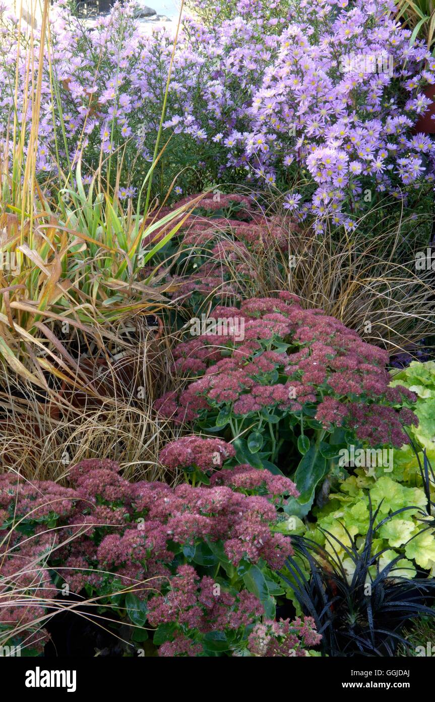 Autumn Garden- - with Carex comans 'Bronzeform'  Sedum spectabile ans Aster 'Dan Zinger'   MIW250766  Compulsory Credi Stock Photo