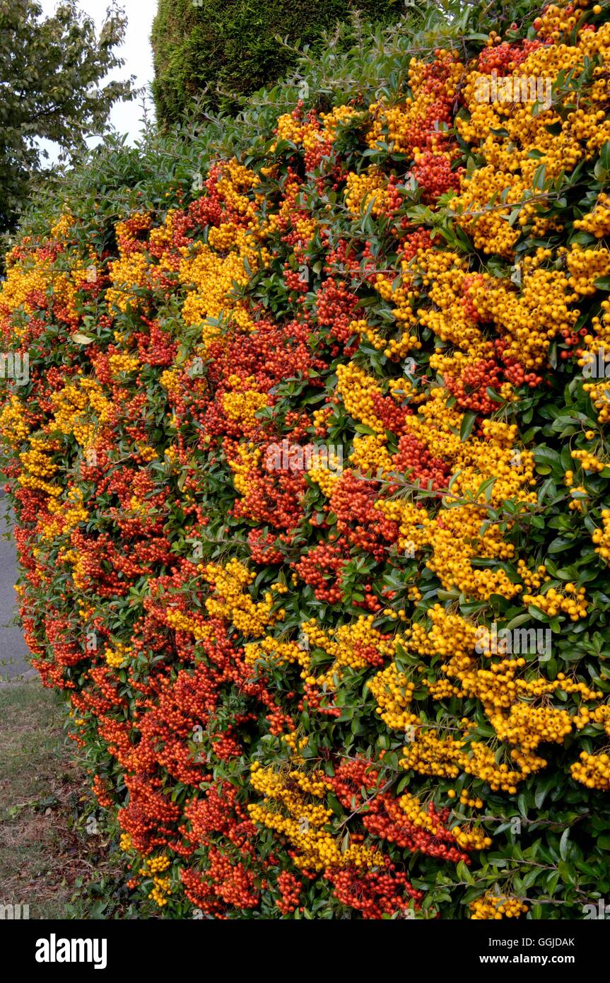 Hedge of mixed Pyracantha MIW250768 Stock Photo Alamy