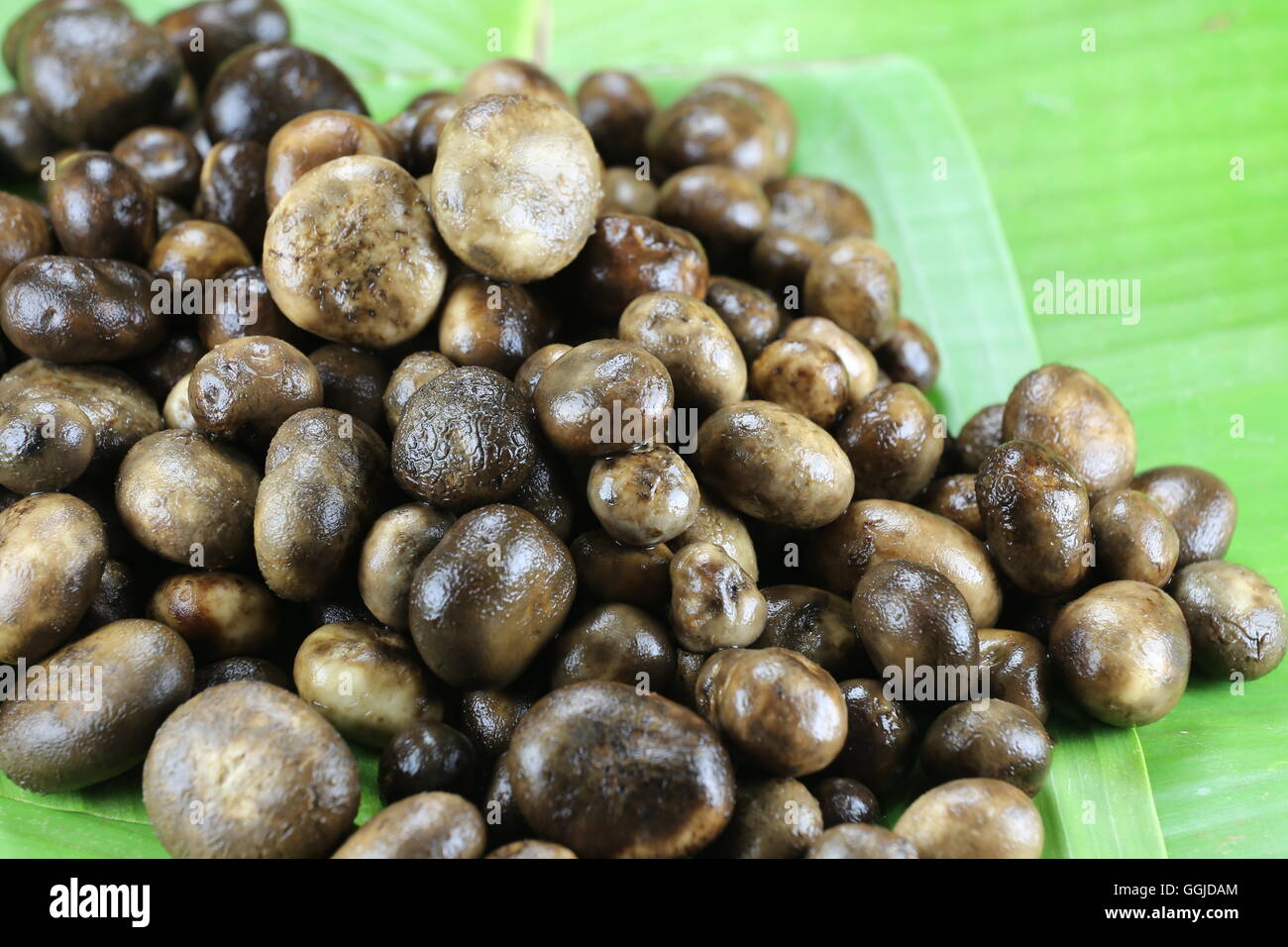 Barometer Earthstars or hygroscopic earthstar of mushroom Vegetable,In
