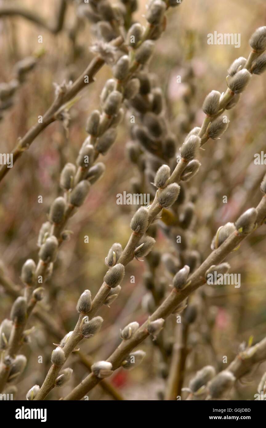 Salix kinuyanagi- - (male)   MIW250782 Stock Photo