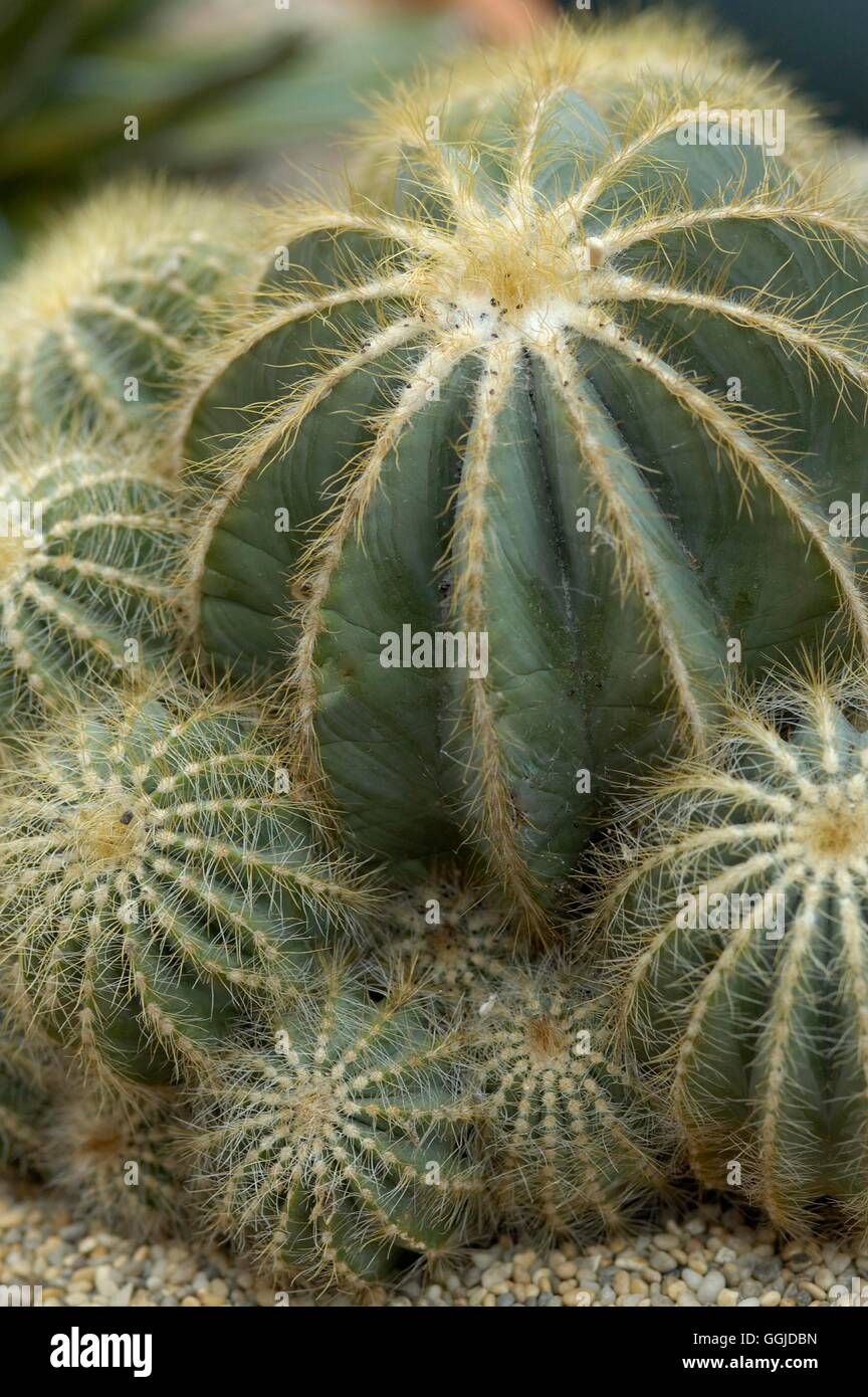 Parodia magnifica- - (Syn Notocactus magnificus)   MIW250788 Stock Photo