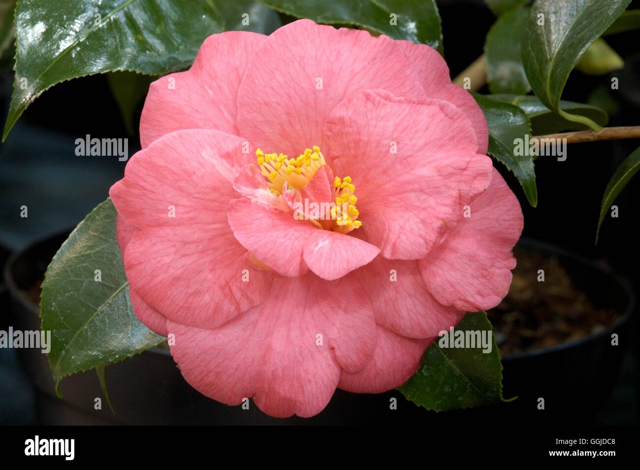 Camellia japonica - 'Akashigata'- - (Syn. C. 'Lady Clare'   MIW250799  /Photo Stock Photo