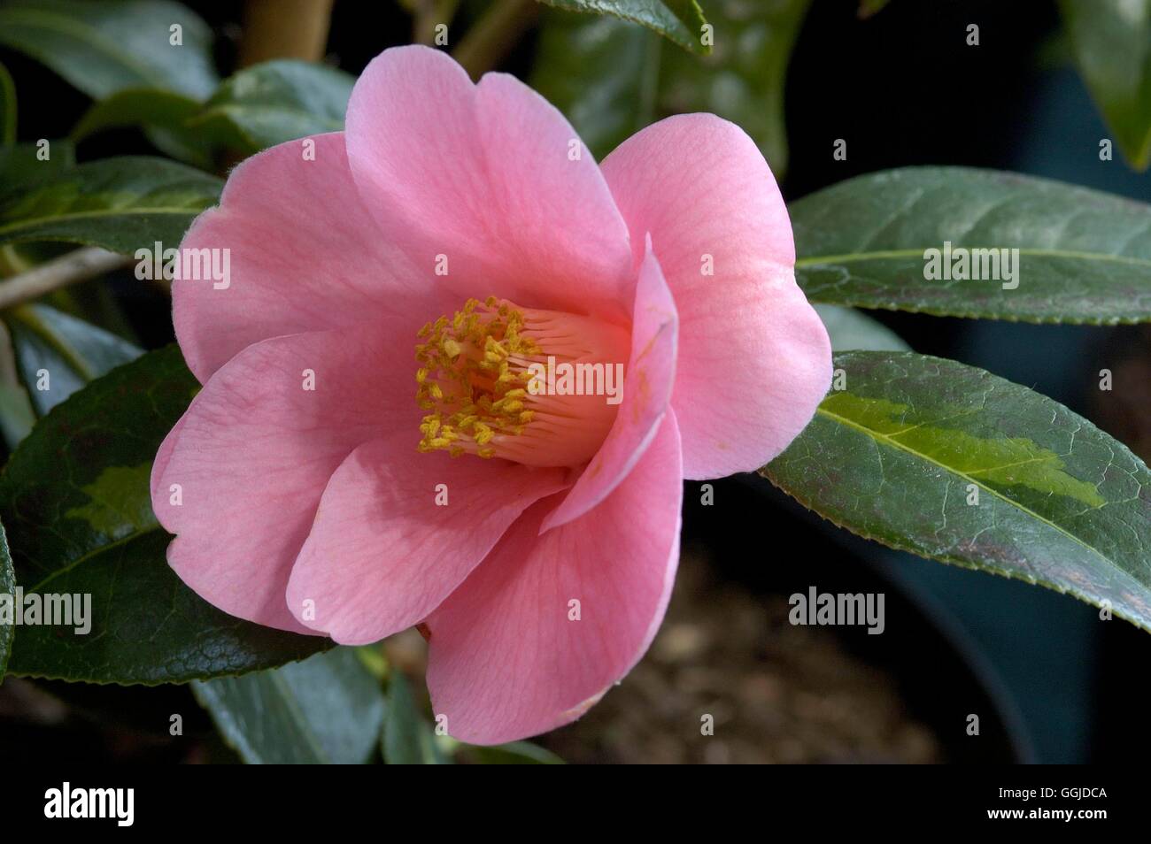 Camellia x williamsii - 'Golden Spangles'   MIW250800 Stock Photo