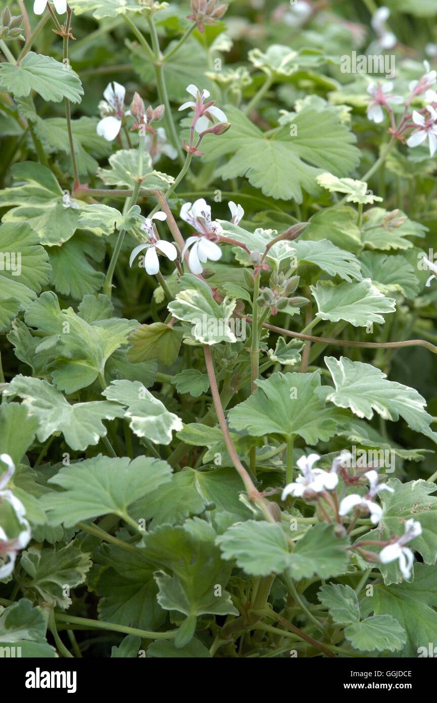 Pelargonium 'Snowy Nutmeg' (Scented) MIW250803 Stock Photo Alamy