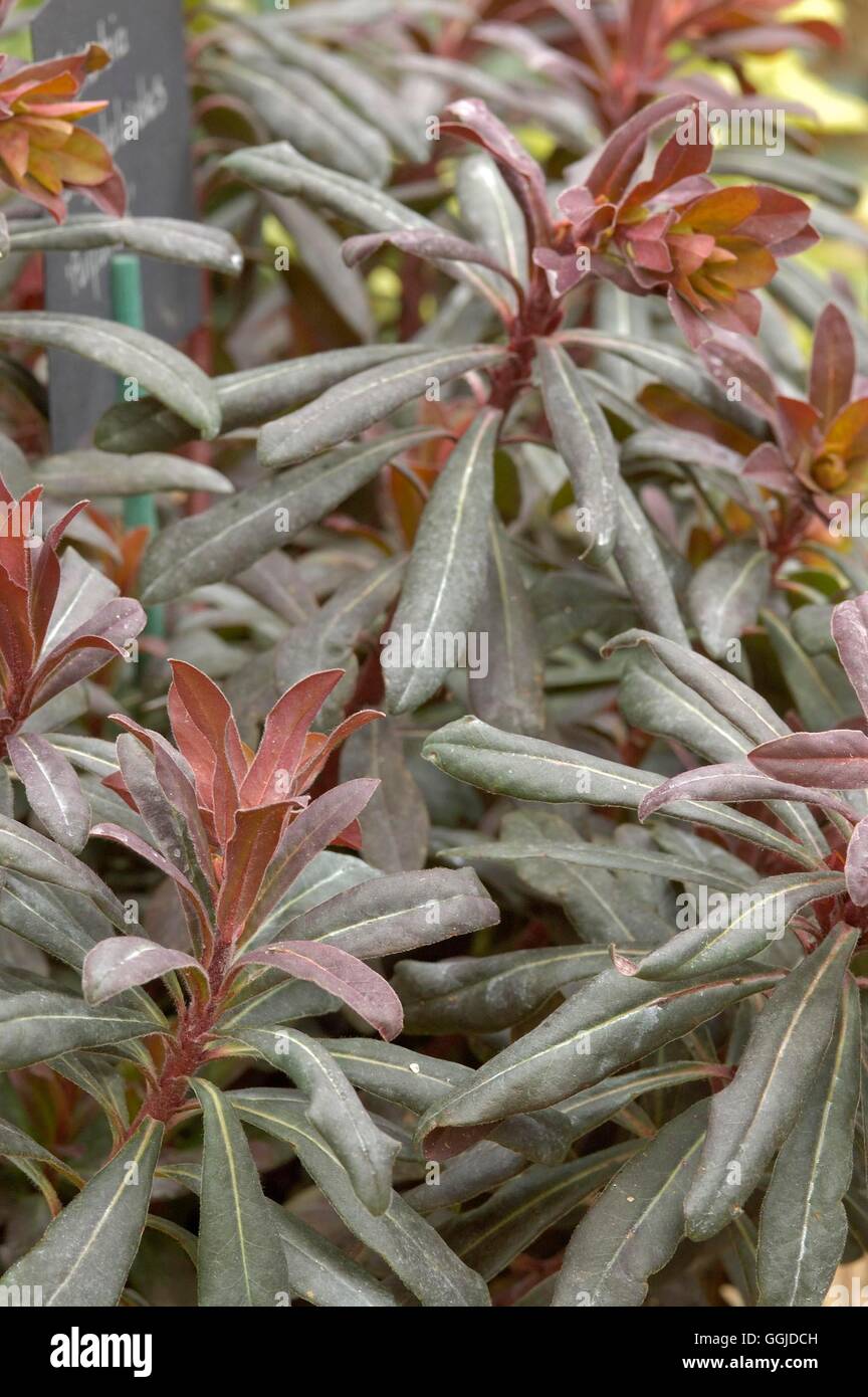 Euphorbia amygdaloides - 'Purpurea'   MIW250806 Stock Photo