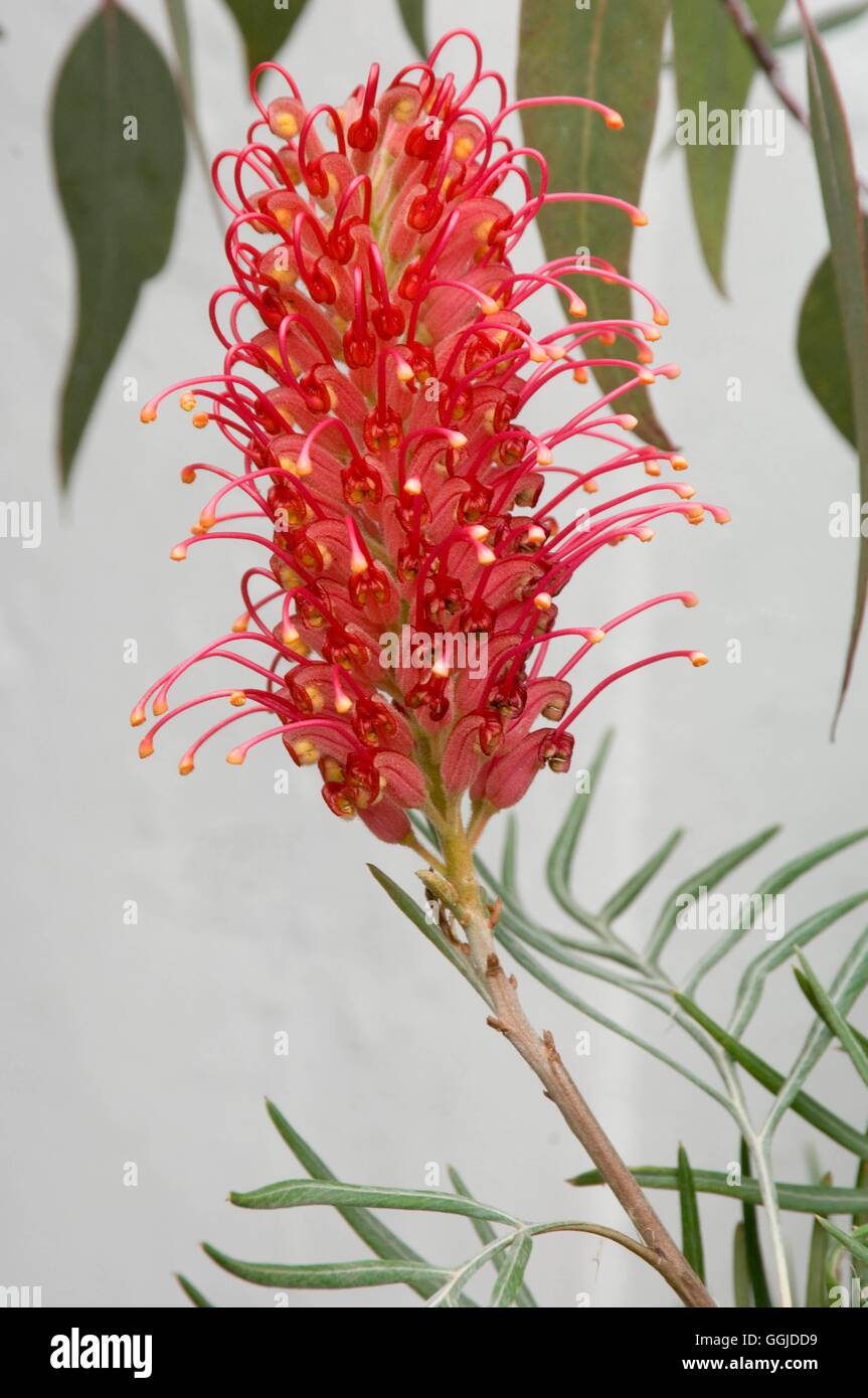 Grevillea banksii MIW250815 Stock Photo Alamy