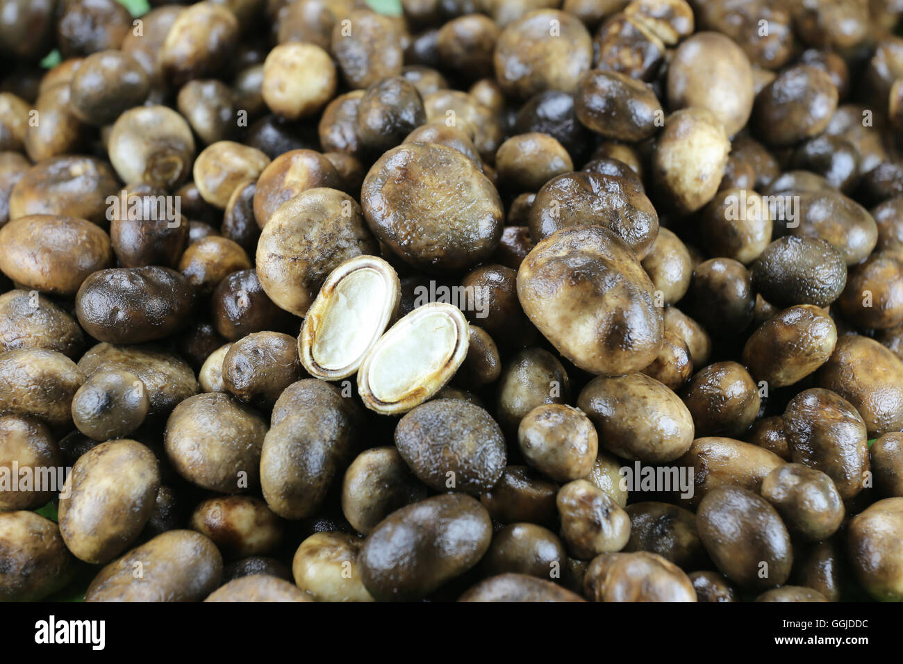 Barometer Earthstars or hygroscopic earthstar of mushroom Vegetable,In