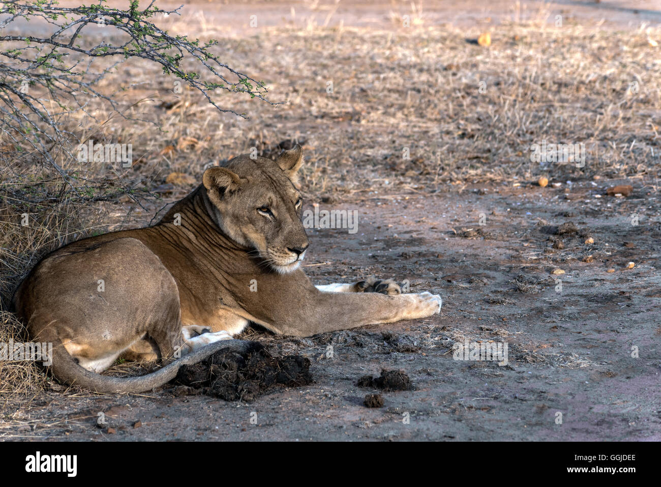 Lion resting near Simbazi in The Selous Game Reserve of Tanzania Stock Photo