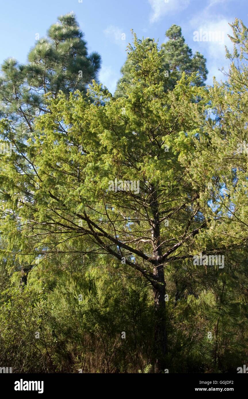 Juniperus cedrus   MIW250837 Stock Photo