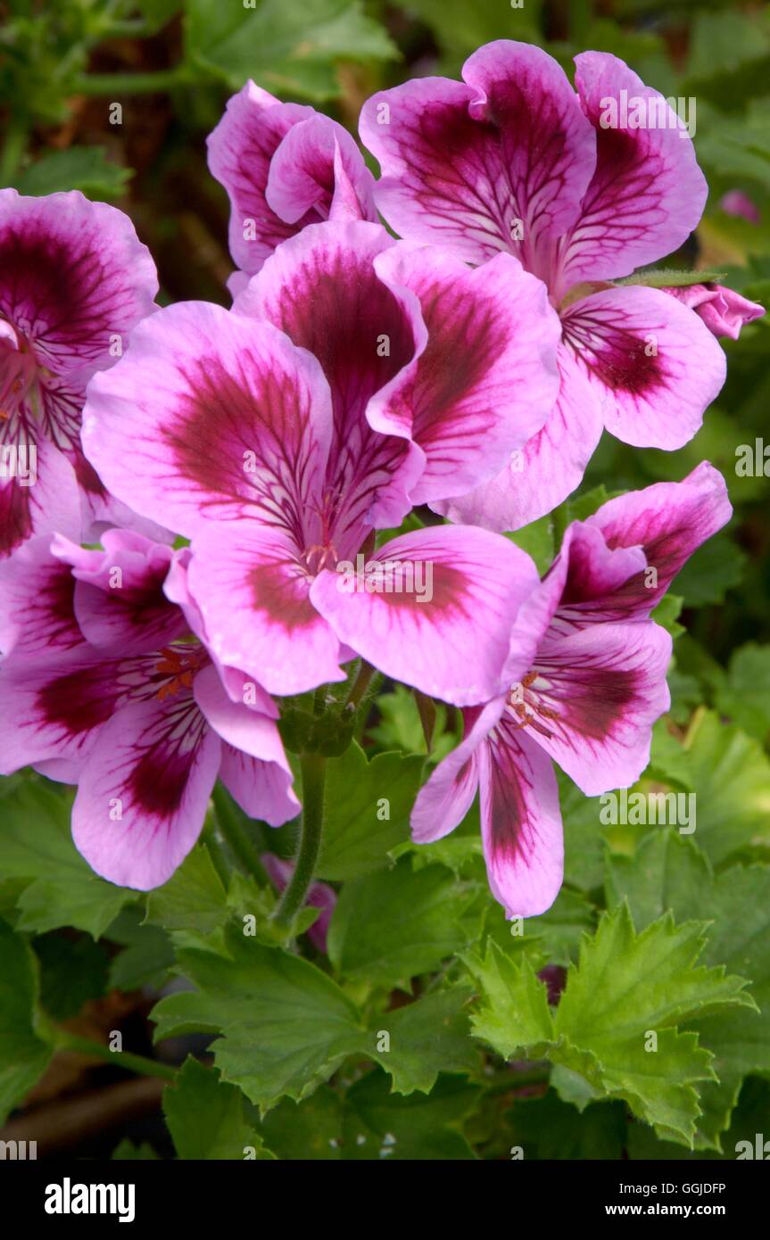 Pelargonium - 'Susan Pearce'- (Regal) MIW250845 Stock Photo - Alamy