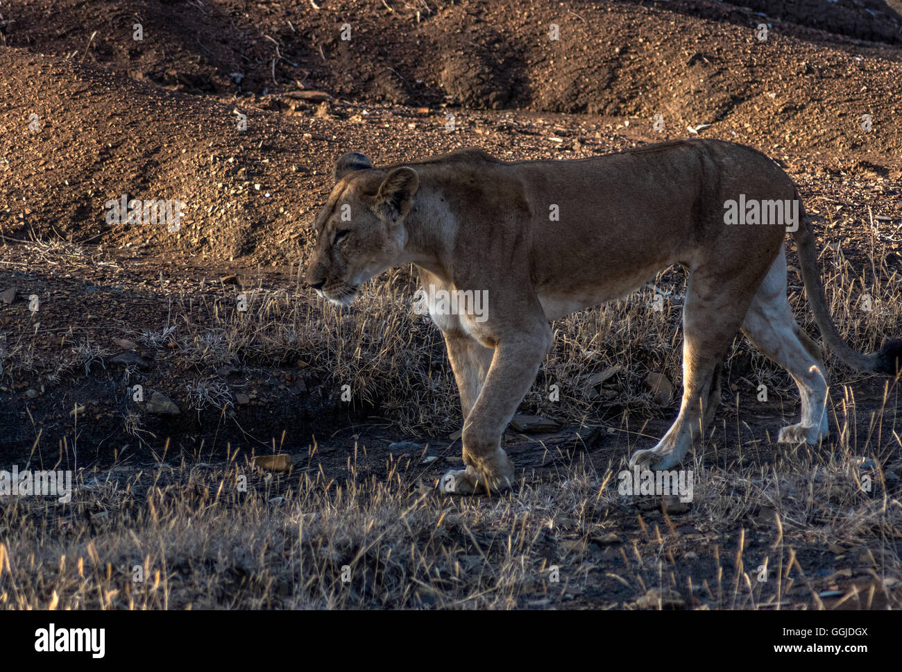Lioness hunting near Simbazi in The Selous Game Reserve of Tanzania Stock Photo