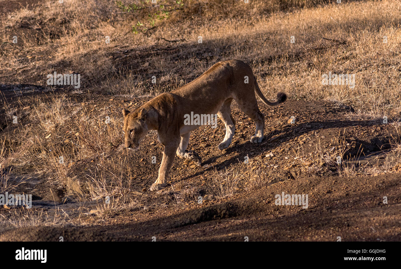 Lioness hunting near Simbazi in The Selous Game Reserve of Tanzania Stock Photo