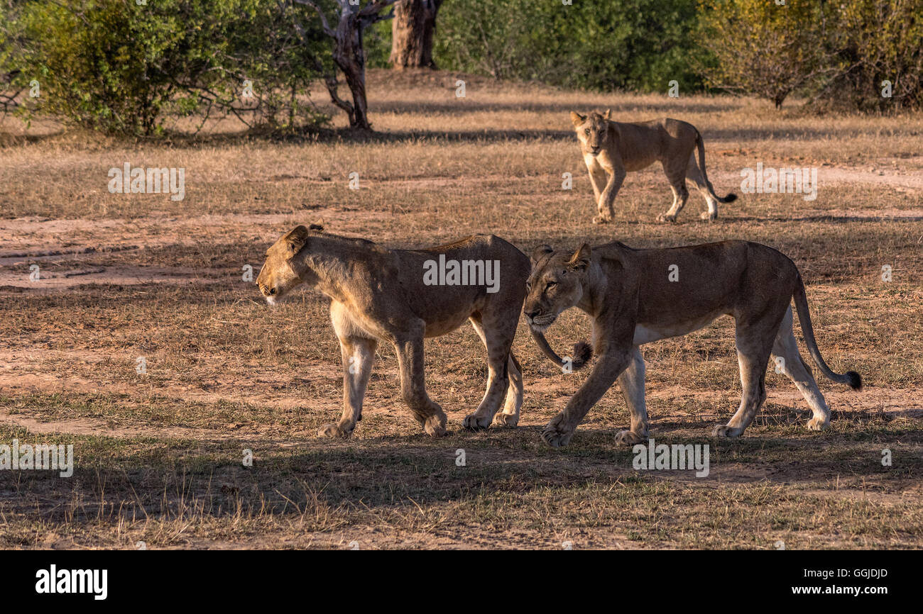 Lions hunting near Simbazi in The Selous Game Reserve of Tanzania Stock Photo
