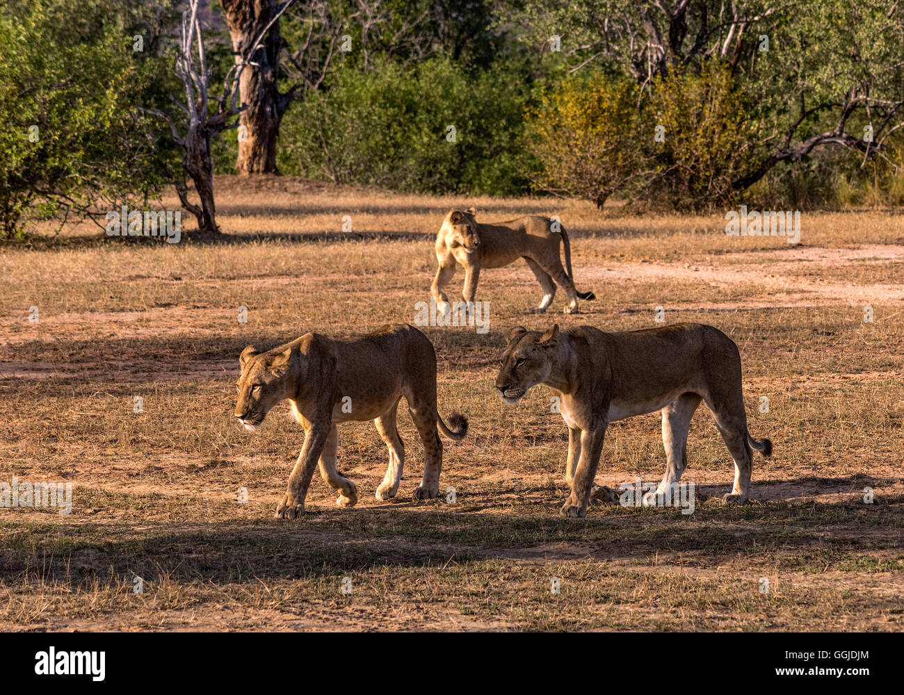 Lions hunting near Simbazi in The Selous Game Reserve of Tanzania Stock Photo