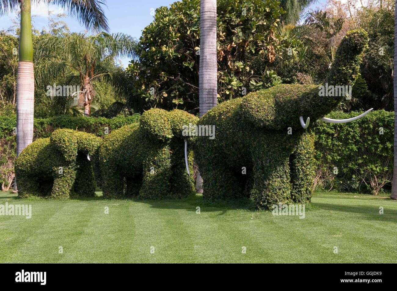 Topiary- Elephants- - (Loro Park  Puerto de la Cruz  Tenerife)   MIW250901  / Stock Photo