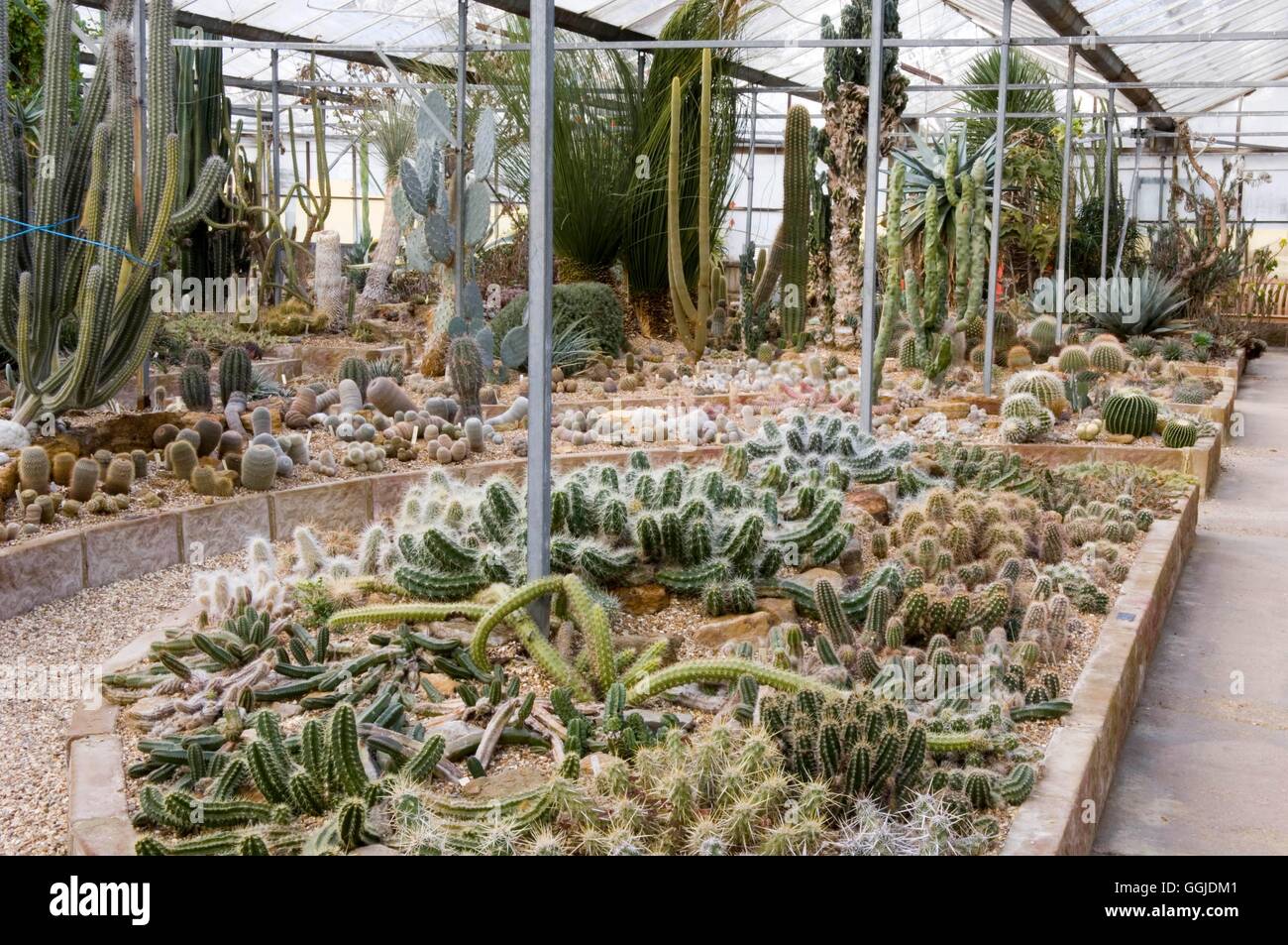Hollygate Cactus Nursery Ashington (Please credit location