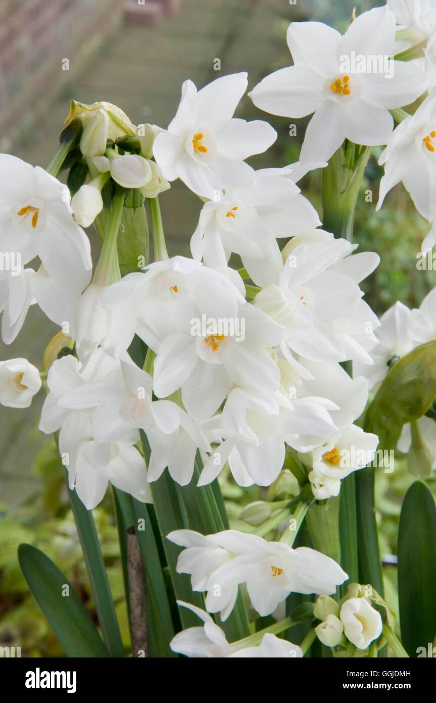 Narcissus - 'Paper White Grandiflorus'   MIW250925 Stock Photo