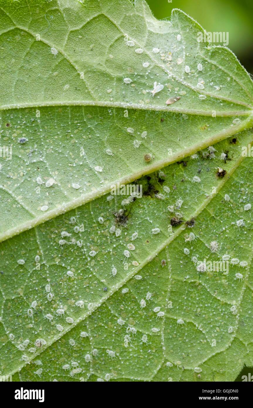 Aphids- - Whitefly on underside of Abutilon leaf   MIW250936 Stock Photo