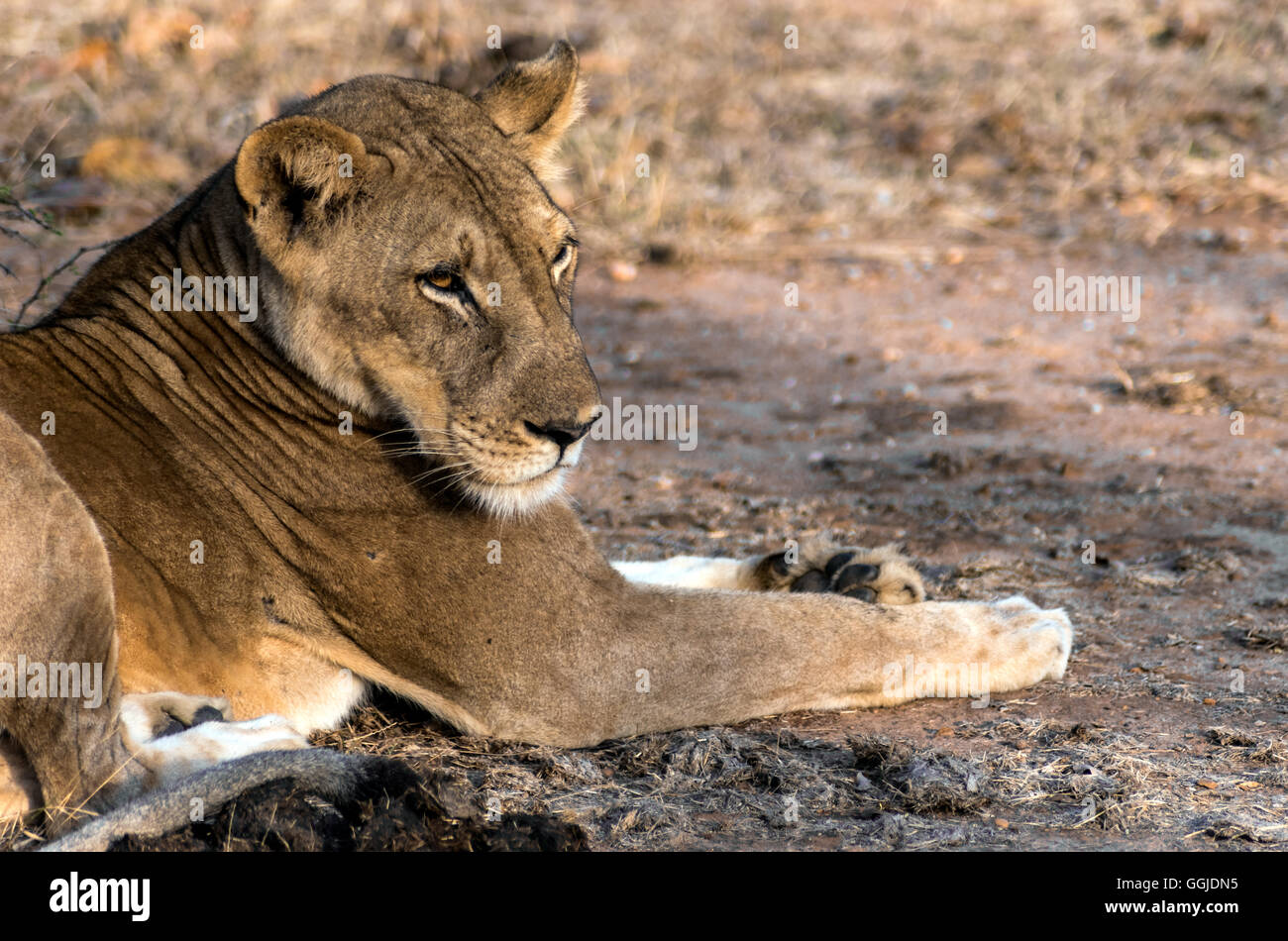 Resting lioness near Simbazi in The Selous Game Reserve of Tanzania Stock Photo