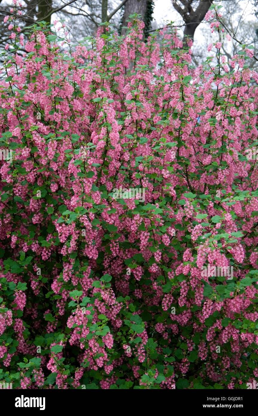 Ribes sanguineum - 'Carneum Grandiflorum'   MIW250982 Stock Photo