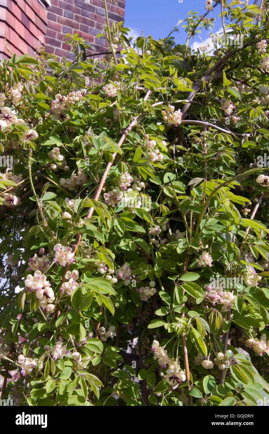 Akebia quinata - Cream form   MIW250993 Stock Photo