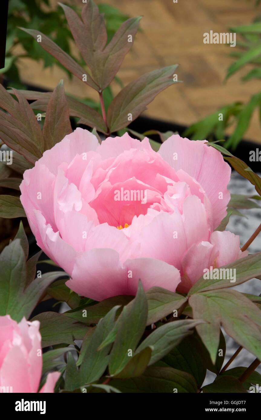 Yachiyo tsubaki hi res stock photography and images Alamy