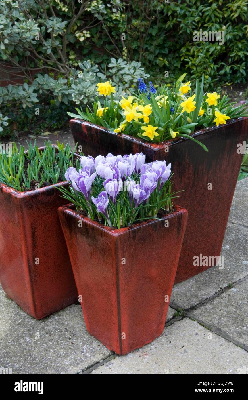 Containers Bulbs Spring planted with Crocus and Narcissus MIW251030