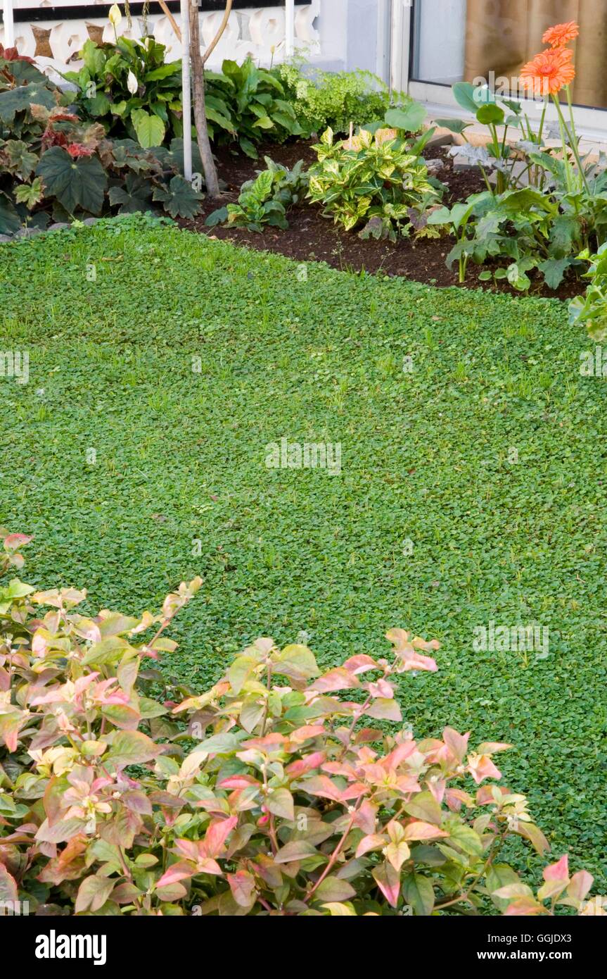 Lawn - of Dichondra micrantha in Tenerife   MIW251046 Stock Photo