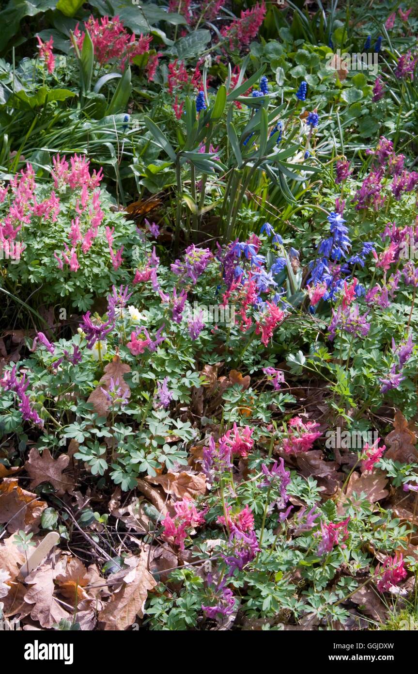 Spring Garden- with mixed Corydalis  Scilla and Muscari   MIW251062  /Photosh Stock Photo