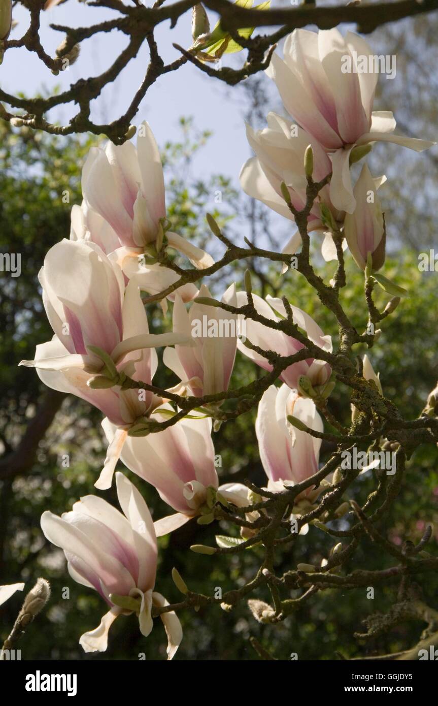 Magnolia alexandrina hi-res stock photography and images - Alamy